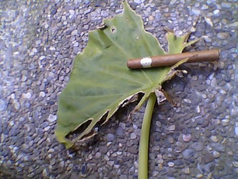 Artabac